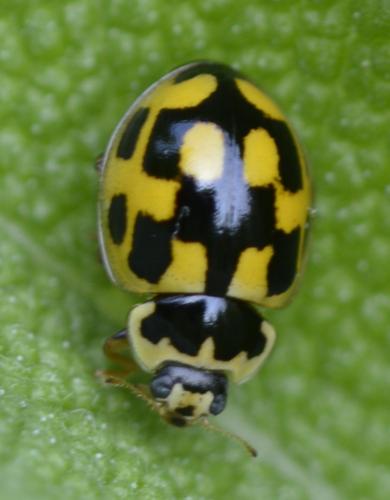 Propylea quatuordecimpunctata